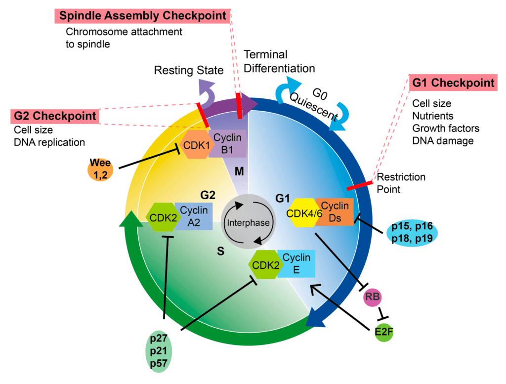 cycles of regulation